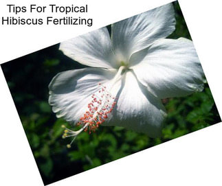 Tips For Tropical Hibiscus Fertilizing