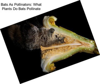 Bats As Pollinators: What Plants Do Bats Pollinate