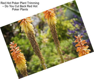 Red Hot Poker Plant Trimming – Do You Cut Back Red Hot Poker Plants