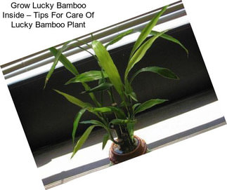 Grow Lucky Bamboo Inside – Tips For Care Of Lucky Bamboo Plant