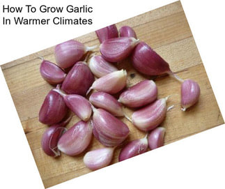 How To Grow Garlic In Warmer Climates