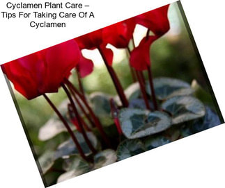 Cyclamen Plant Care – Tips For Taking Care Of A Cyclamen