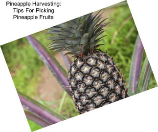 Pineapple Harvesting: Tips For Picking Pineapple Fruits