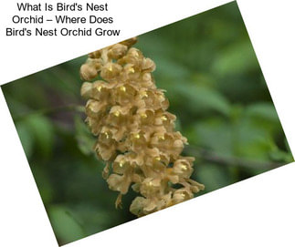 What Is Bird\'s Nest Orchid – Where Does Bird\'s Nest Orchid Grow