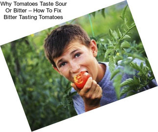 Why Tomatoes Taste Sour Or Bitter – How To Fix Bitter Tasting Tomatoes
