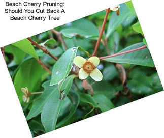 Beach Cherry Pruning: Should You Cut Back A Beach Cherry Tree