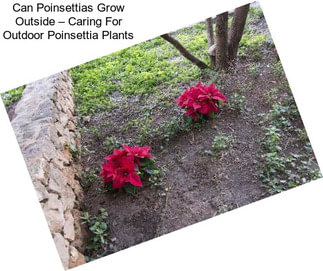 Can Poinsettias Grow Outside – Caring For Outdoor Poinsettia Plants