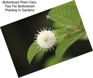 Buttonbush Plant Care: Tips For Buttonbush Planting In Gardens