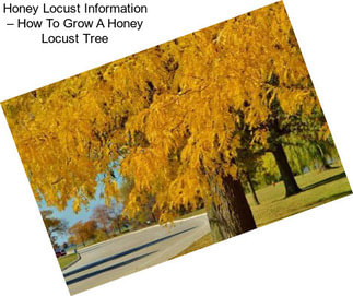 Honey Locust Information – How To Grow A Honey Locust Tree