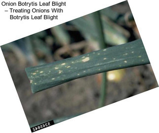 Onion Botrytis Leaf Blight – Treating Onions With Botrytis Leaf Blight
