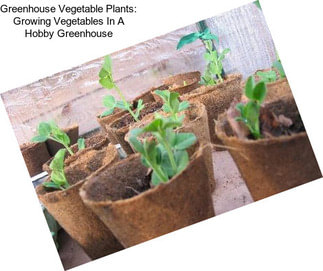 Greenhouse Vegetable Plants: Growing Vegetables In A Hobby Greenhouse