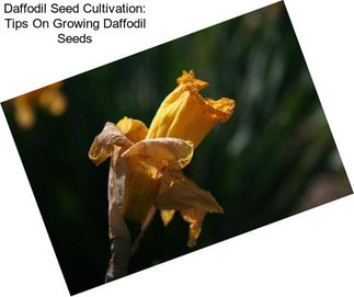 Daffodil Seed Cultivation: Tips On Growing Daffodil Seeds