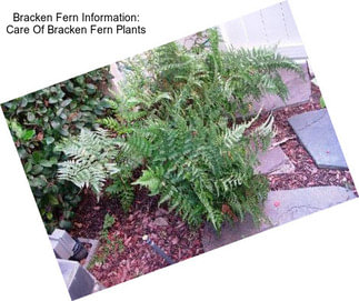 Bracken Fern Information: Care Of Bracken Fern Plants
