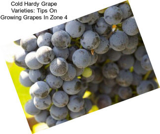 Cold Hardy Grape Varieties: Tips On Growing Grapes In Zone 4