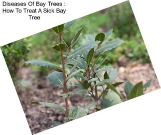 Diseases Of Bay Trees : How To Treat A Sick Bay Tree