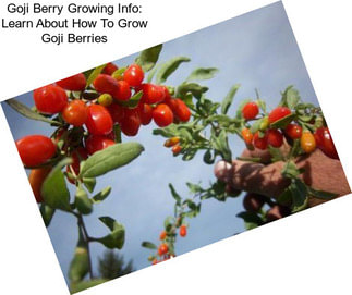 Goji Berry Growing Info: Learn About How To Grow Goji Berries