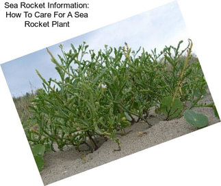 Sea Rocket Information: How To Care For A Sea Rocket Plant