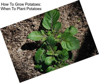How To Grow Potatoes: When To Plant Potatoes
