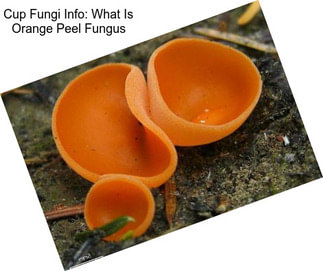 Cup Fungi Info: What Is Orange Peel Fungus