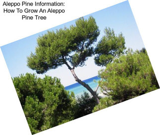 Aleppo Pine Information: How To Grow An Aleppo Pine Tree