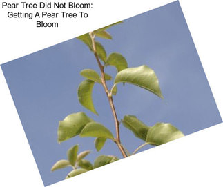 Pear Tree Did Not Bloom: Getting A Pear Tree To Bloom