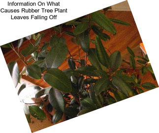 Information On What Causes Rubber Tree Plant Leaves Falling Off