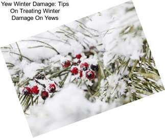Yew Winter Damage: Tips On Treating Winter Damage On Yews