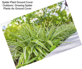 Spider Plant Ground Cover Outdoors: Growing Spider Plants As Ground Cover