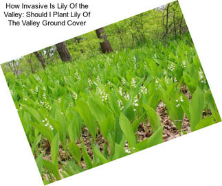 How Invasive Is Lily Of the Valley: Should I Plant Lily Of The Valley Ground Cover