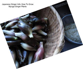 Japanese Ginger Info: How To Grow Myoga Ginger Plants