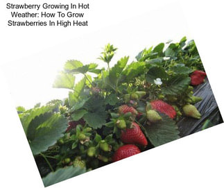 Strawberry Growing In Hot Weather: How To Grow Strawberries In High Heat