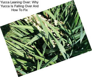 Yucca Leaning Over: Why Yucca Is Falling Over And How To Fix