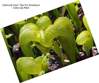 Cobra Lily Care: Tips For Growing A Cobra Lily Plant