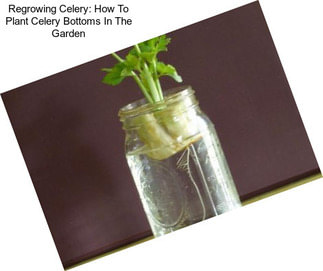 Regrowing Celery: How To Plant Celery Bottoms In The Garden