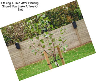 Staking A Tree After Planting: Should You Stake A Tree Or Not