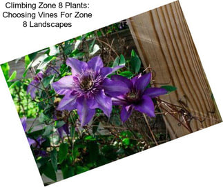 Climbing Zone 8 Plants: Choosing Vines For Zone 8 Landscapes