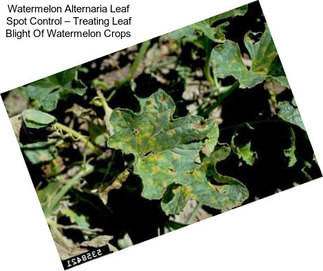 Watermelon Alternaria Leaf Spot Control – Treating Leaf Blight Of Watermelon Crops