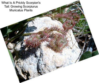 What Is A Prickly Scorpion\'s Tail: Growing Scorpiurus Muricatus Plants