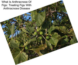 What Is Anthracnose Of Figs: Treating Figs With Anthracnose Disease