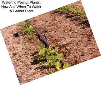 Watering Peanut Plants: How And When To Water A Peanut Plant