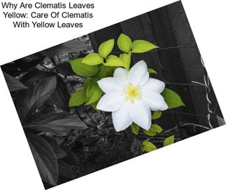 Why Are Clematis Leaves Yellow: Care Of Clematis With Yellow Leaves