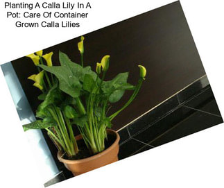 Planting A Calla Lily In A Pot: Care Of Container Grown Calla Lilies