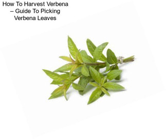 How To Harvest Verbena – Guide To Picking Verbena Leaves