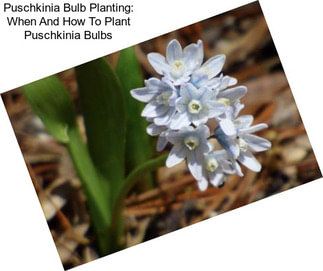 Puschkinia Bulb Planting: When And How To Plant Puschkinia Bulbs
