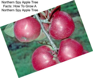 Northern Spy Apple Tree Facts: How To Grow A Northern Spy Apple Tree