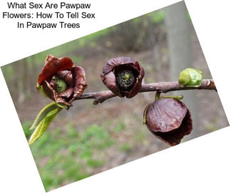 What Sex Are Pawpaw Flowers: How To Tell Sex In Pawpaw Trees