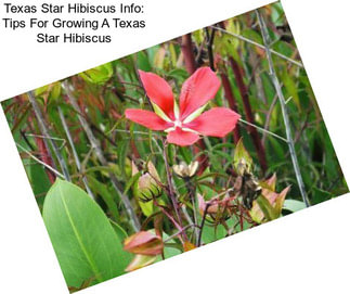 Texas Star Hibiscus Info: Tips For Growing A Texas Star Hibiscus