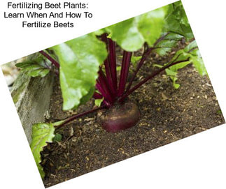 Fertilizing Beet Plants: Learn When And How To Fertilize Beets