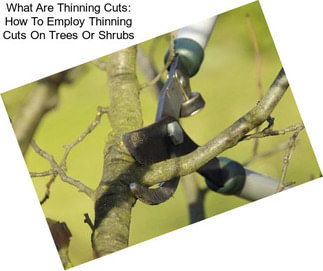 What Are Thinning Cuts: How To Employ Thinning Cuts On Trees Or Shrubs