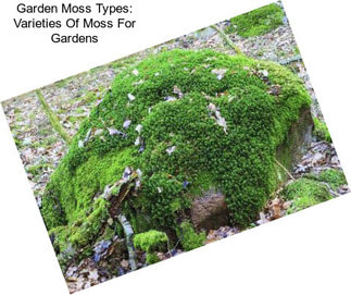 Garden Moss Types: Varieties Of Moss For Gardens